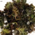 Kale Chips Recipe a Healthy Snack