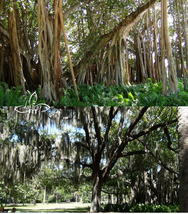 Ringling Mansion Museum